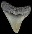 Juvenile Megalodon Tooth #69322-1